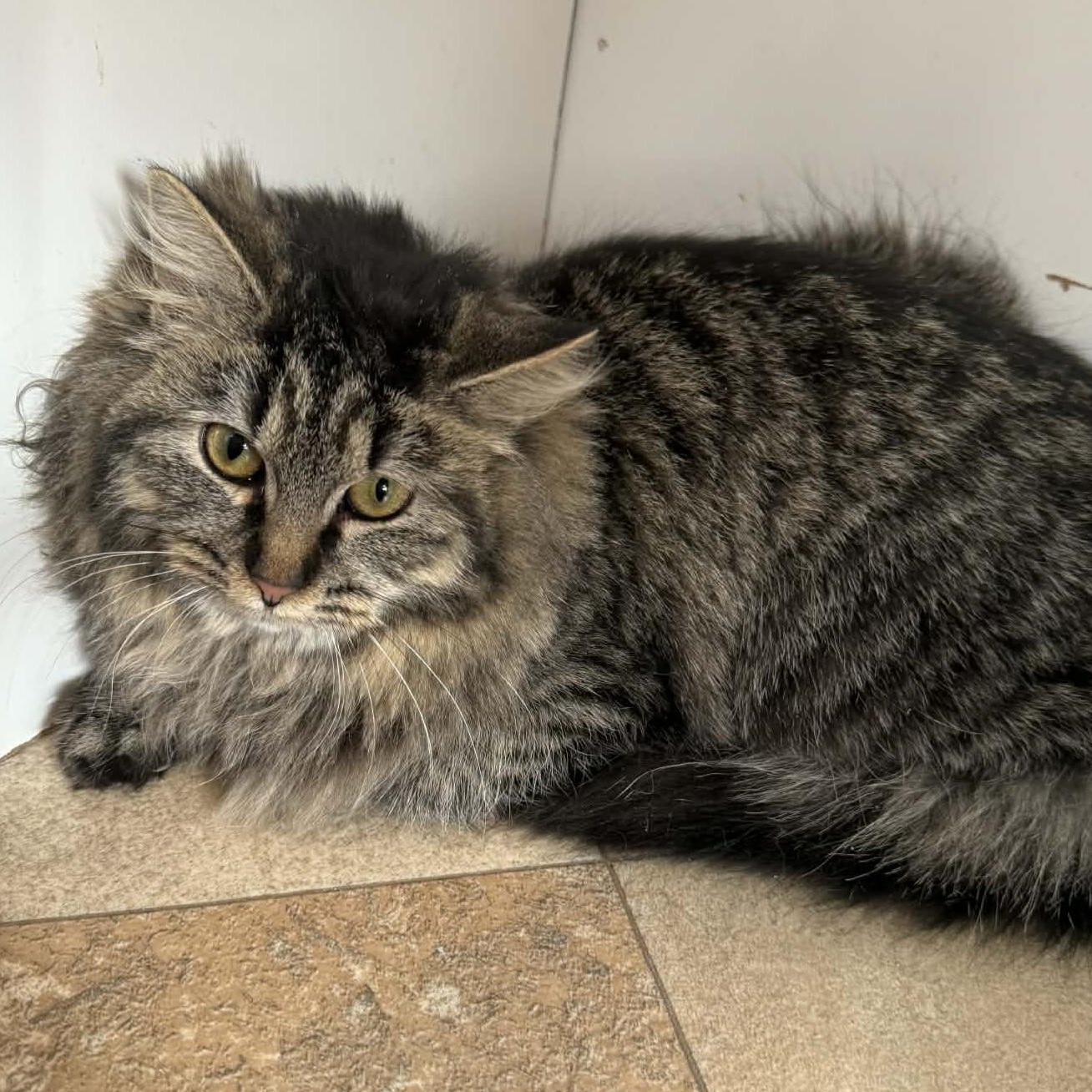 Enlarge Gypsy Rose, a ADOPTABLE Domestic Long Hair in St. Marys, WV image 5/5