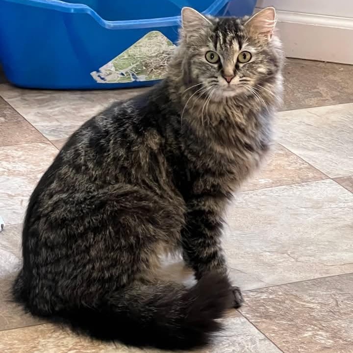 Enlarge Gypsy Rose, a ADOPTABLE Domestic Long Hair in St. Marys, WV image 1/5