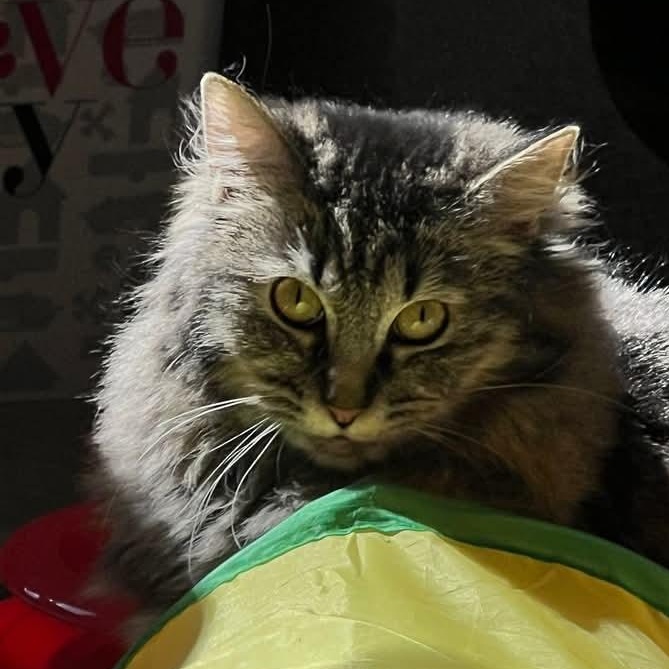 Enlarge Gypsy Rose, a ADOPTABLE Domestic Long Hair in St. Marys, WV image 2/5