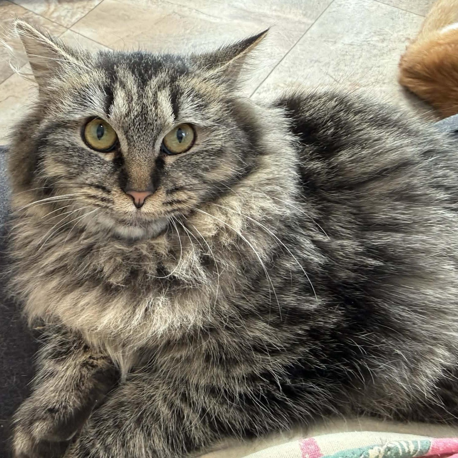 Enlarge Gypsy Rose, a ADOPTABLE Domestic Long Hair in St. Marys, WV image 4/5