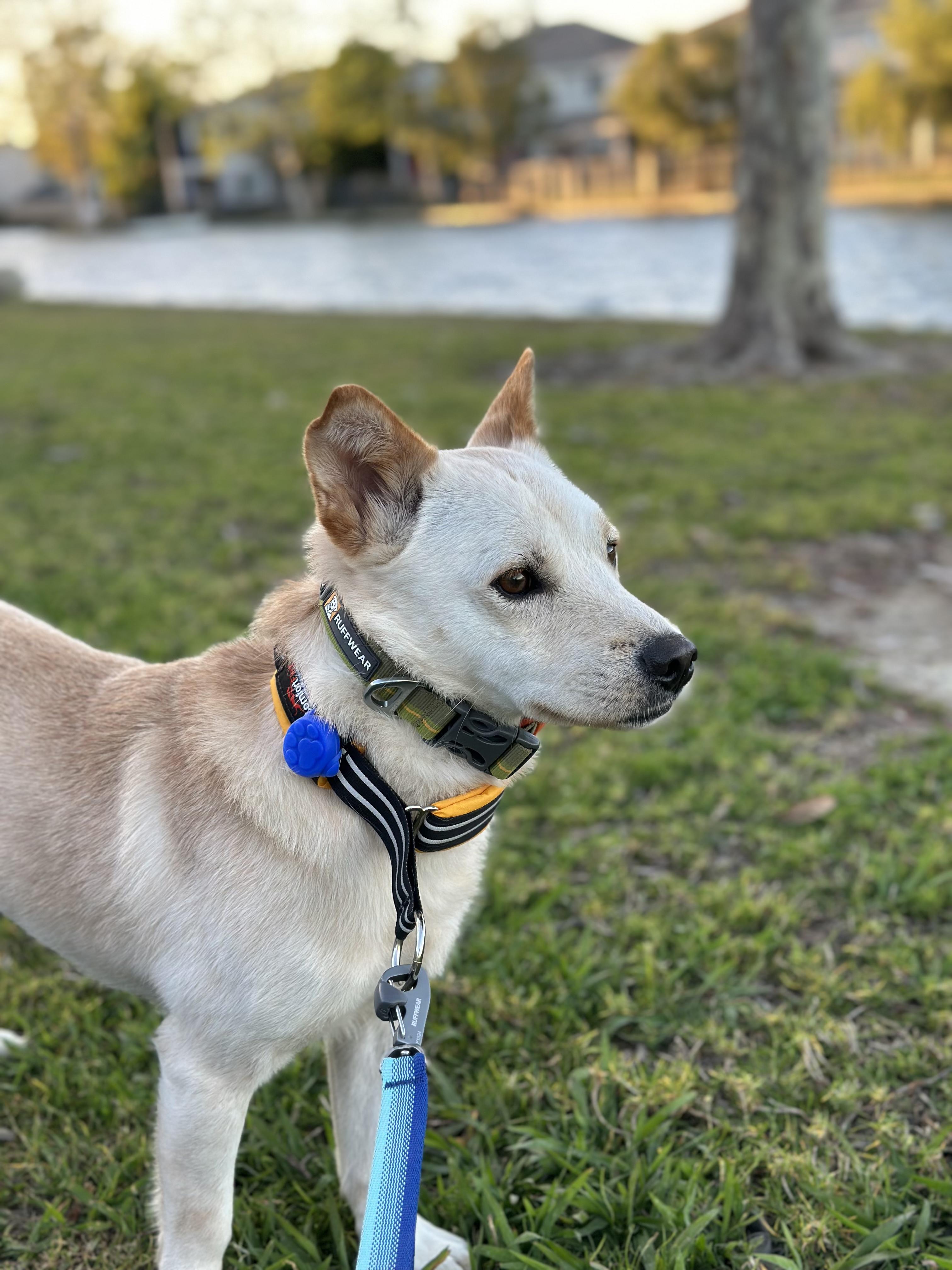 Enlarge Aiden, a Adoptable mixed breed in San Diego, CA image 2/6