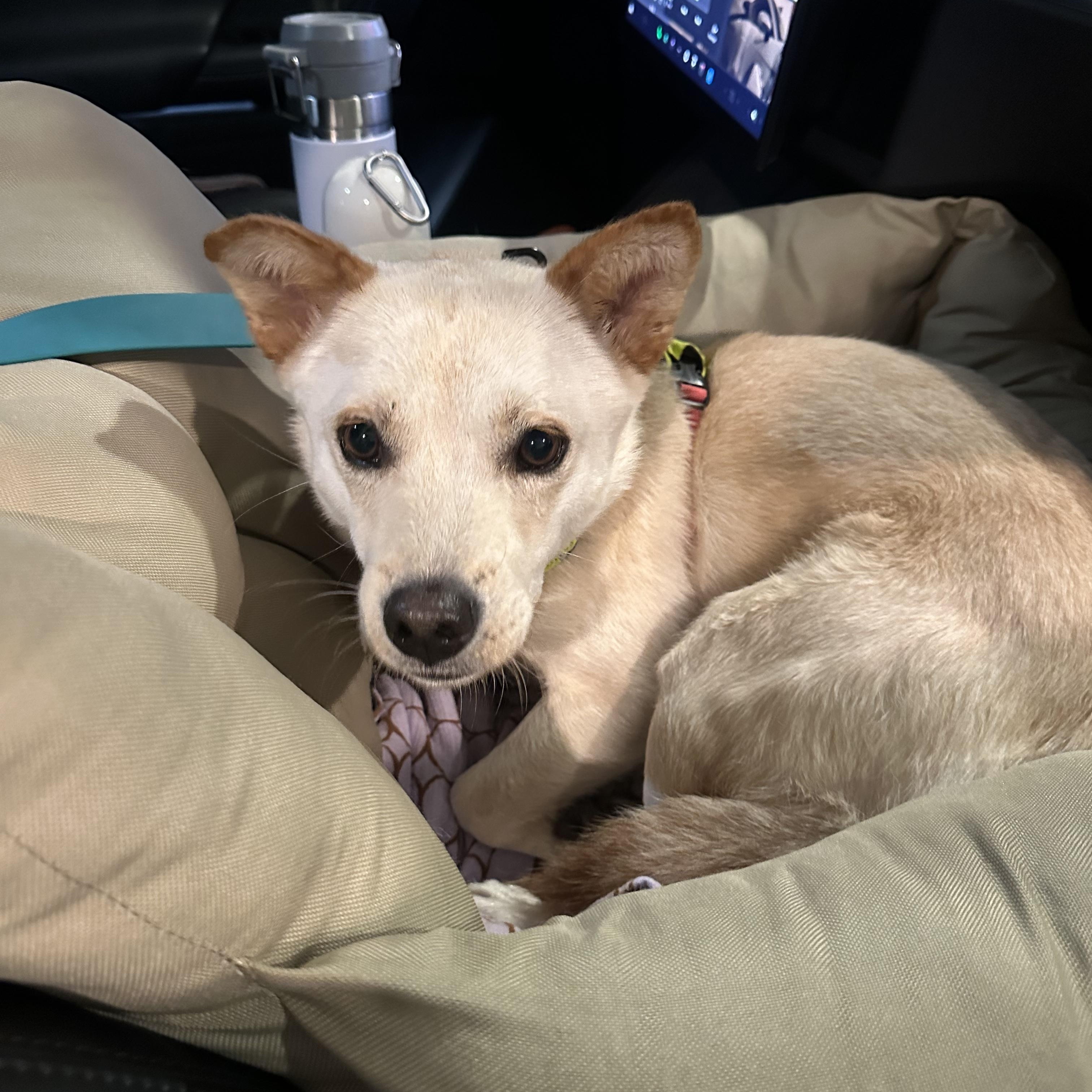 Enlarge Aiden, a Adoptable mixed breed in San Diego, CA image 3/6