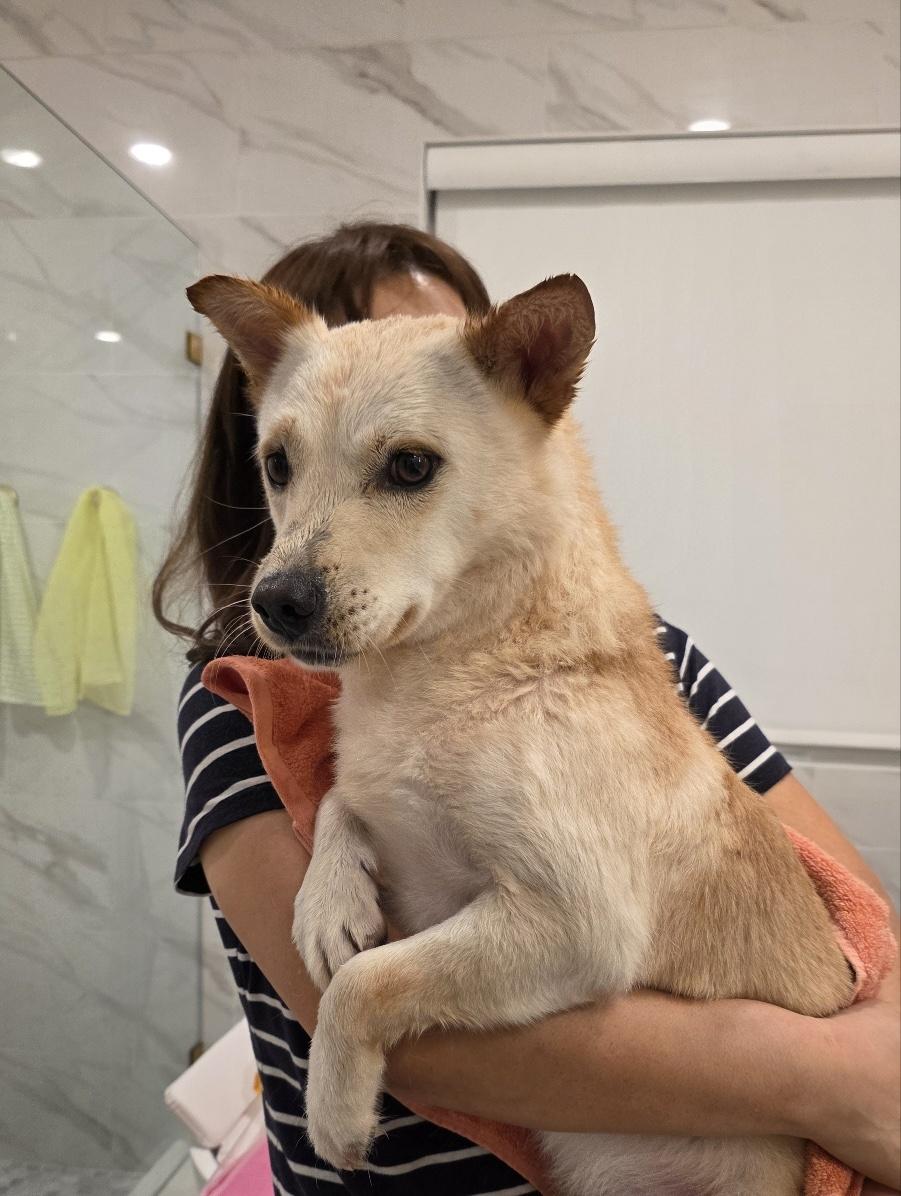 Enlarge Aiden, a Adoptable mixed breed in San Diego, CA image 6/6