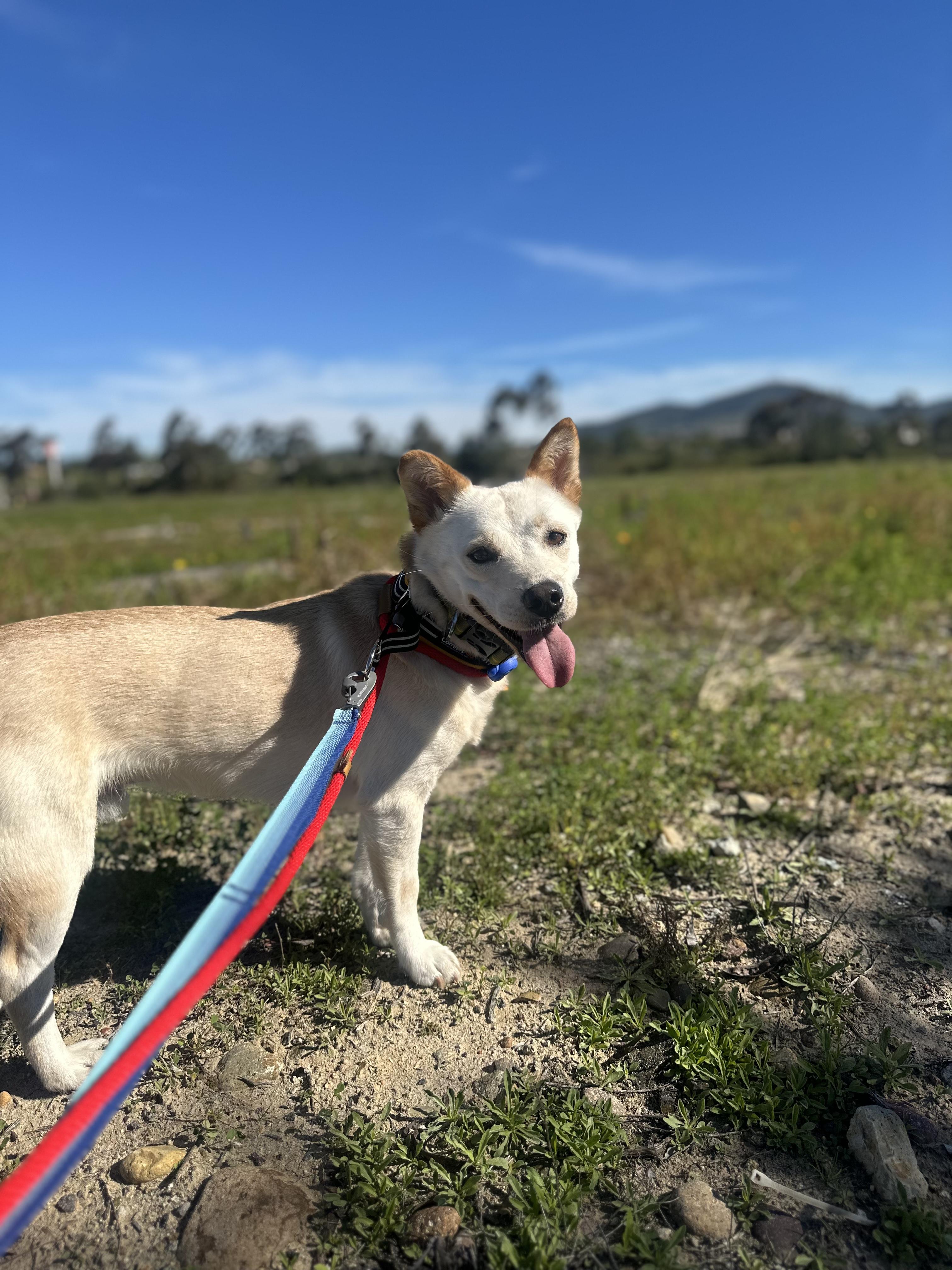 Enlarge Aiden, a Adoptable mixed breed in San Diego, CA image 5/6