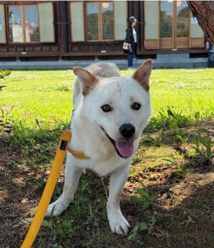 Aiden, Adoptable, Adult Male Jindo & Cardigan Welsh Corgi.