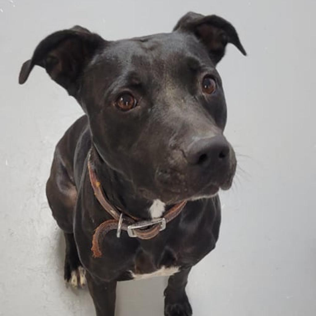 Cher, a Adoptable mixed breed in Casa Grande, AZ image 1/6
