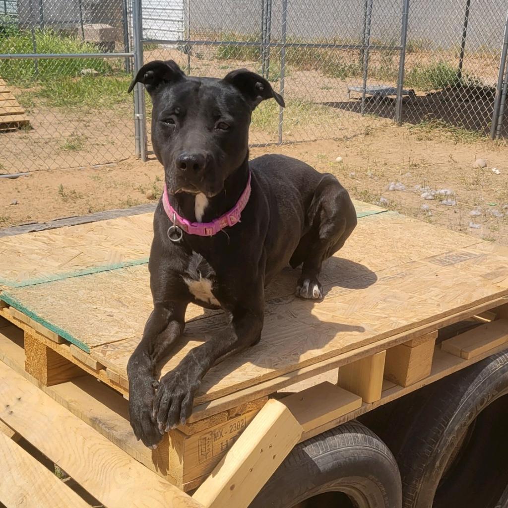 Cher, a Adoptable mixed breed in Casa Grande, AZ image 2/6