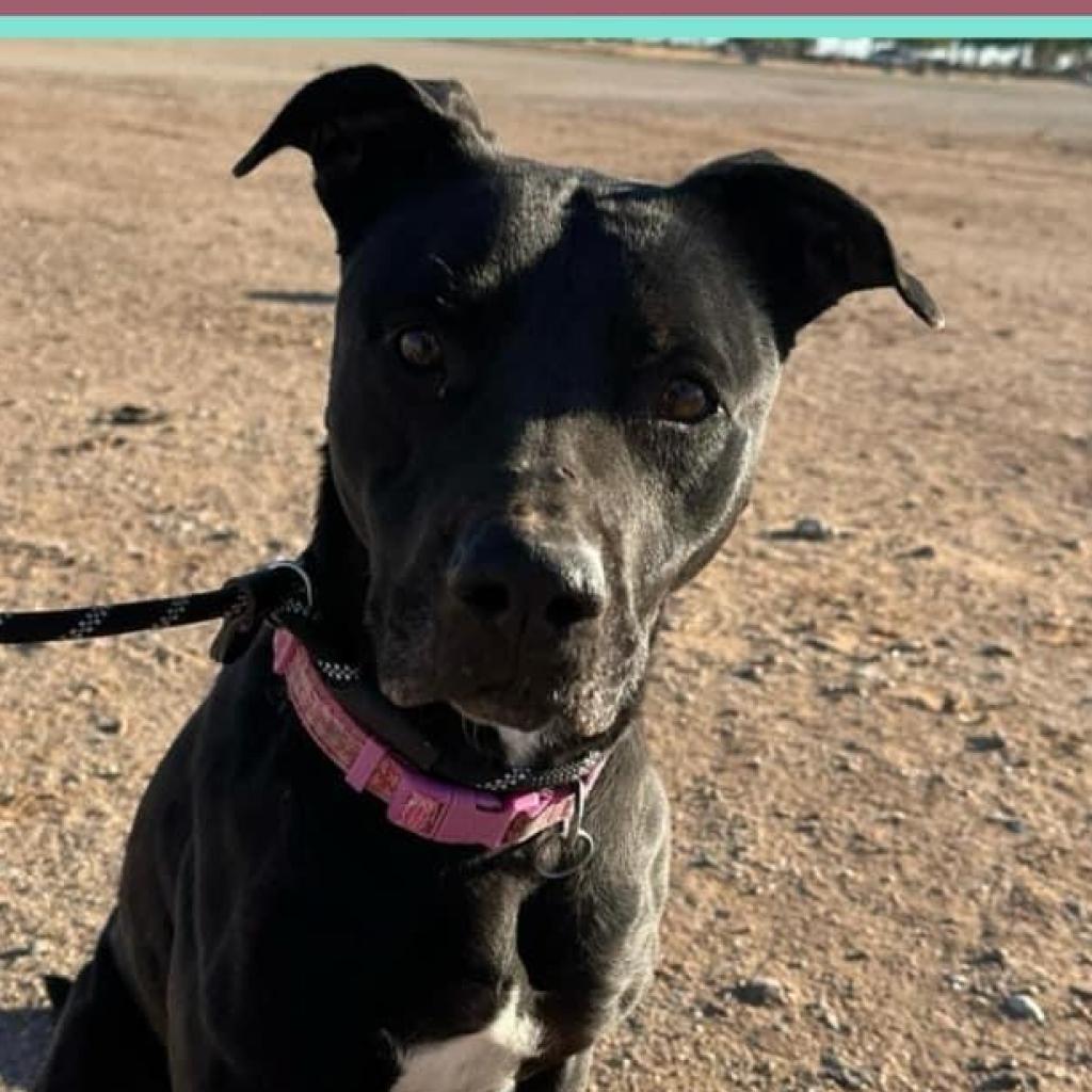 Cher, a Adoptable mixed breed in Casa Grande, AZ image 3/6