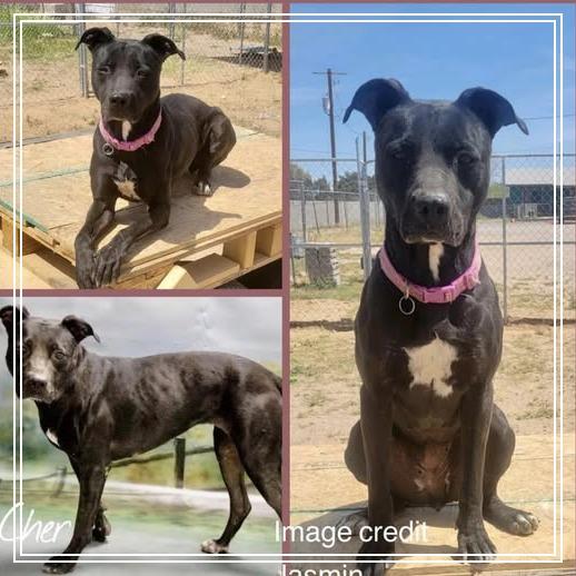 Cher, a Adoptable mixed breed in Casa Grande, AZ image 4/6