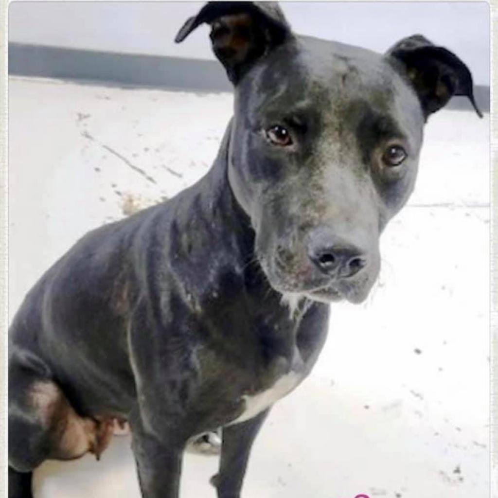 Cher, a Adoptable mixed breed in Casa Grande, AZ image 5/6