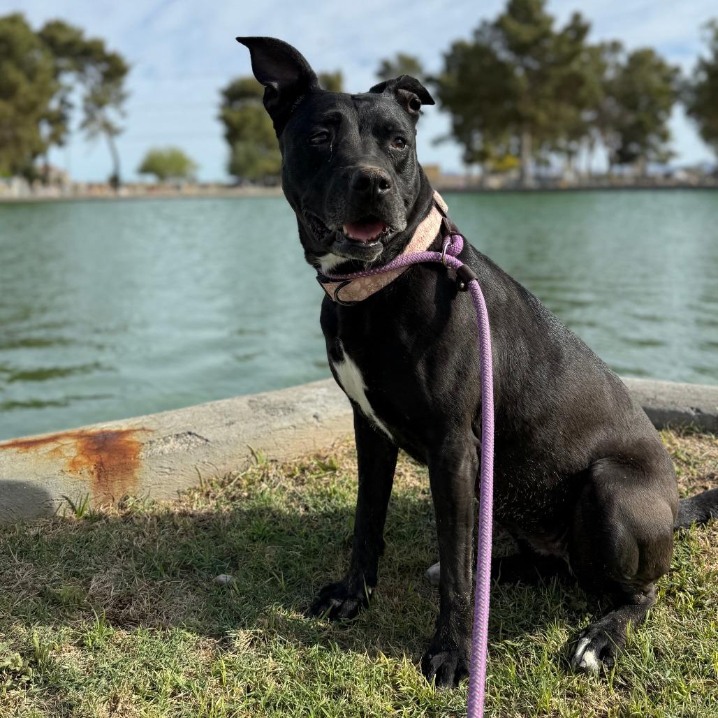 Cher, a Adoptable mixed breed in Casa Grande, AZ image 6/6