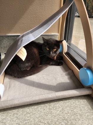 Clawless, Adoptable, Adult Male Domestic Short Hair & Domestic Short Hair.