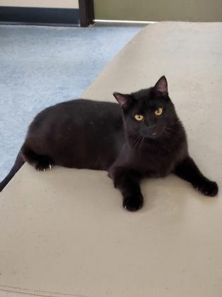 Clawless, Adoptable, Adult Male Domestic Short Hair & Domestic Short Hair.