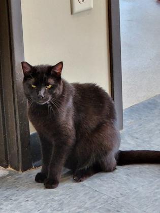 Enlarge Clawless, a Adoptable mixed breed in Roseville, CA image 2/3