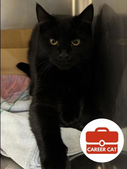 Enlarge Clawless, a Adoptable mixed breed in Roseville, CA image 1/1