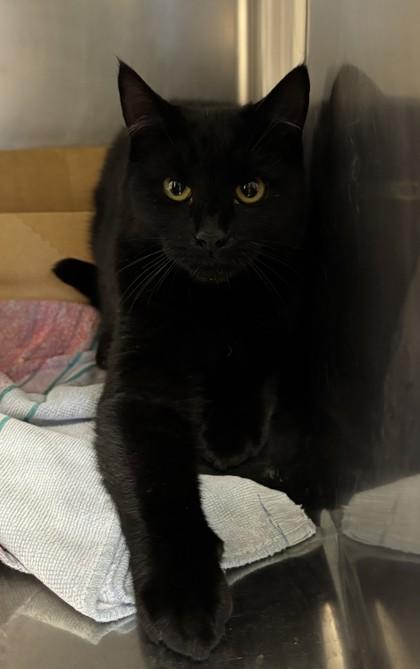 Enlarge Clawless, a Adoptable mixed breed in Roseville, CA image 2/3