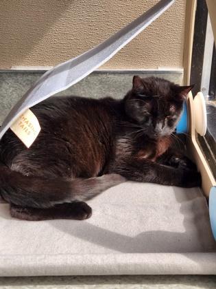 Enlarge Clawless, a Adoptable mixed breed in Roseville, CA image 3/3