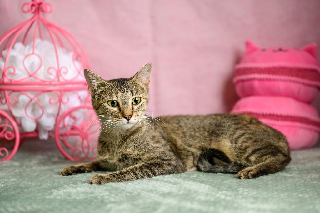 Enlarge Biscuit, a Adoptable mixed breed in Roanoke, TX image 1/3