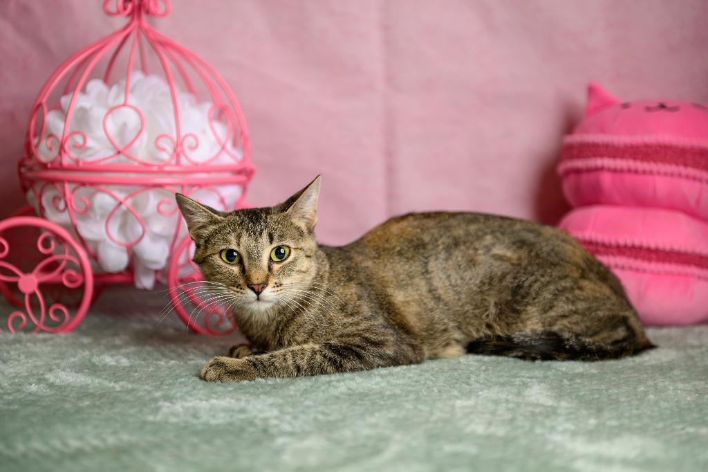 Enlarge Biscuit, a Adoptable mixed breed in Roanoke, TX image 2/3