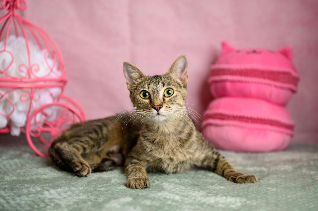 Enlarge Biscuit, a Adoptable mixed breed in Roanoke, TX image 3/3