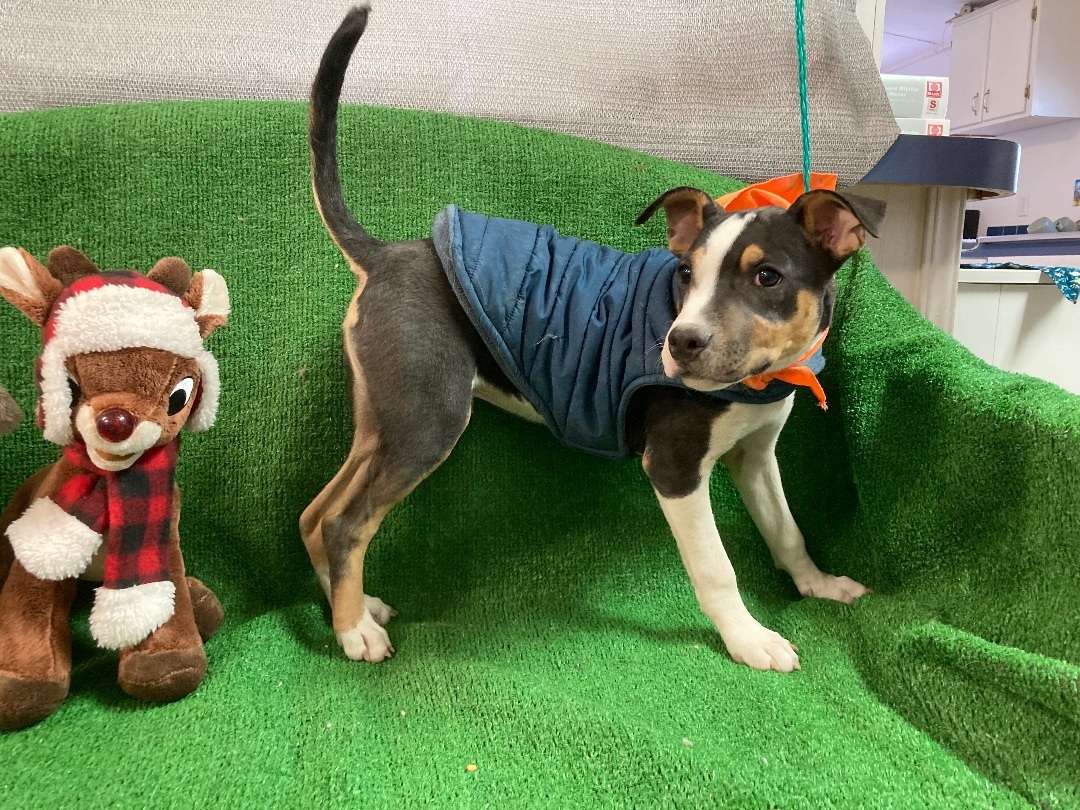 Diego, a Adoptable mixed breed in El Paso, TX image 4/6