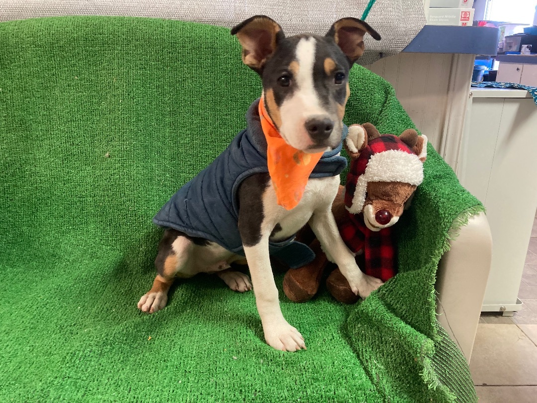 Diego, a Adoptable mixed breed in El Paso, TX image 5/6