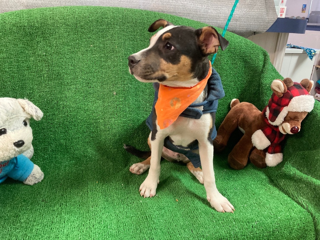 Diego, a Adoptable mixed breed in El Paso, TX image 6/6