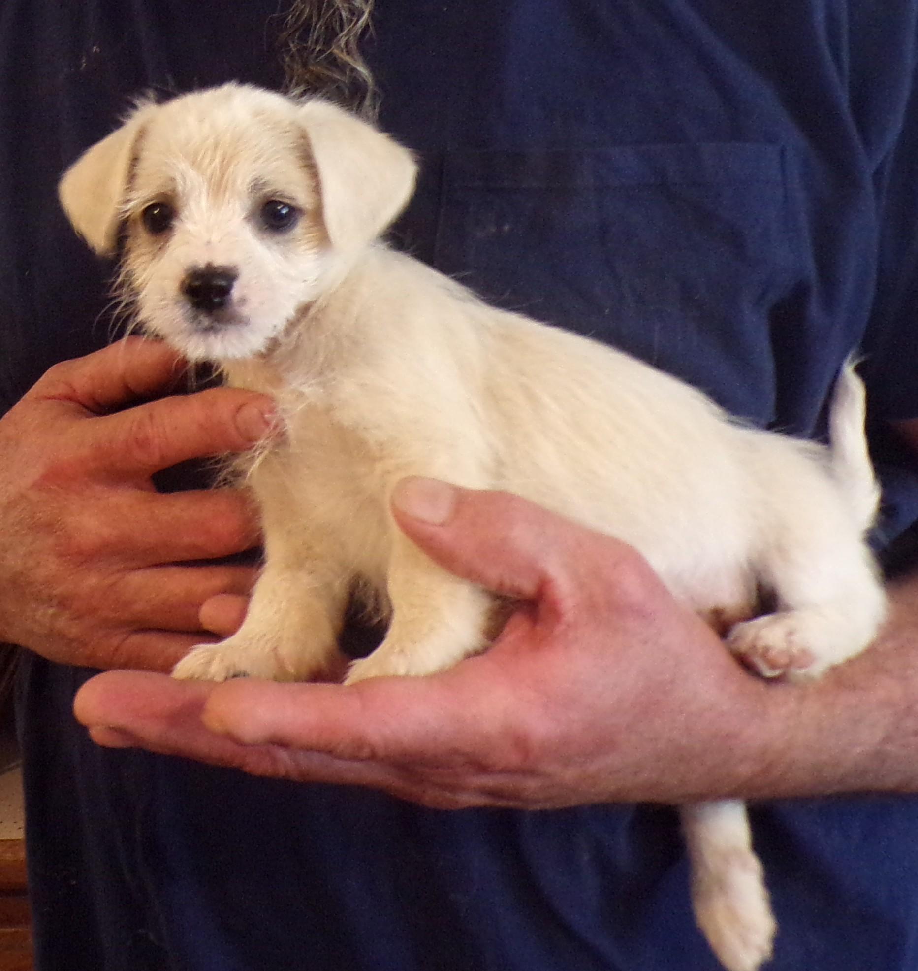 Enlarge CALVIN, a ADOPTABLE mixed breed in Corona, CA image 1/3