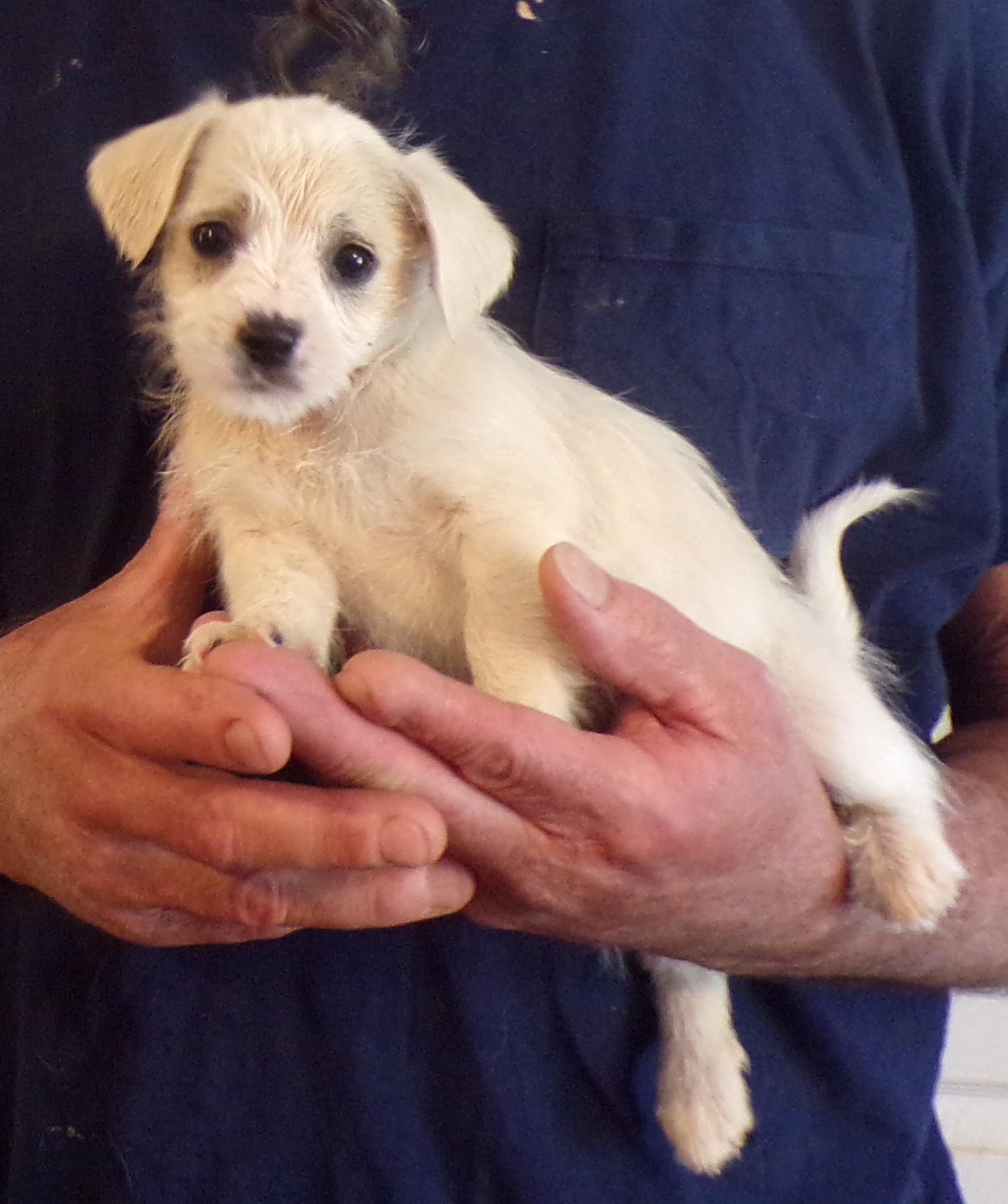 Enlarge CALVIN, a ADOPTABLE mixed breed in Corona, CA image 3/3