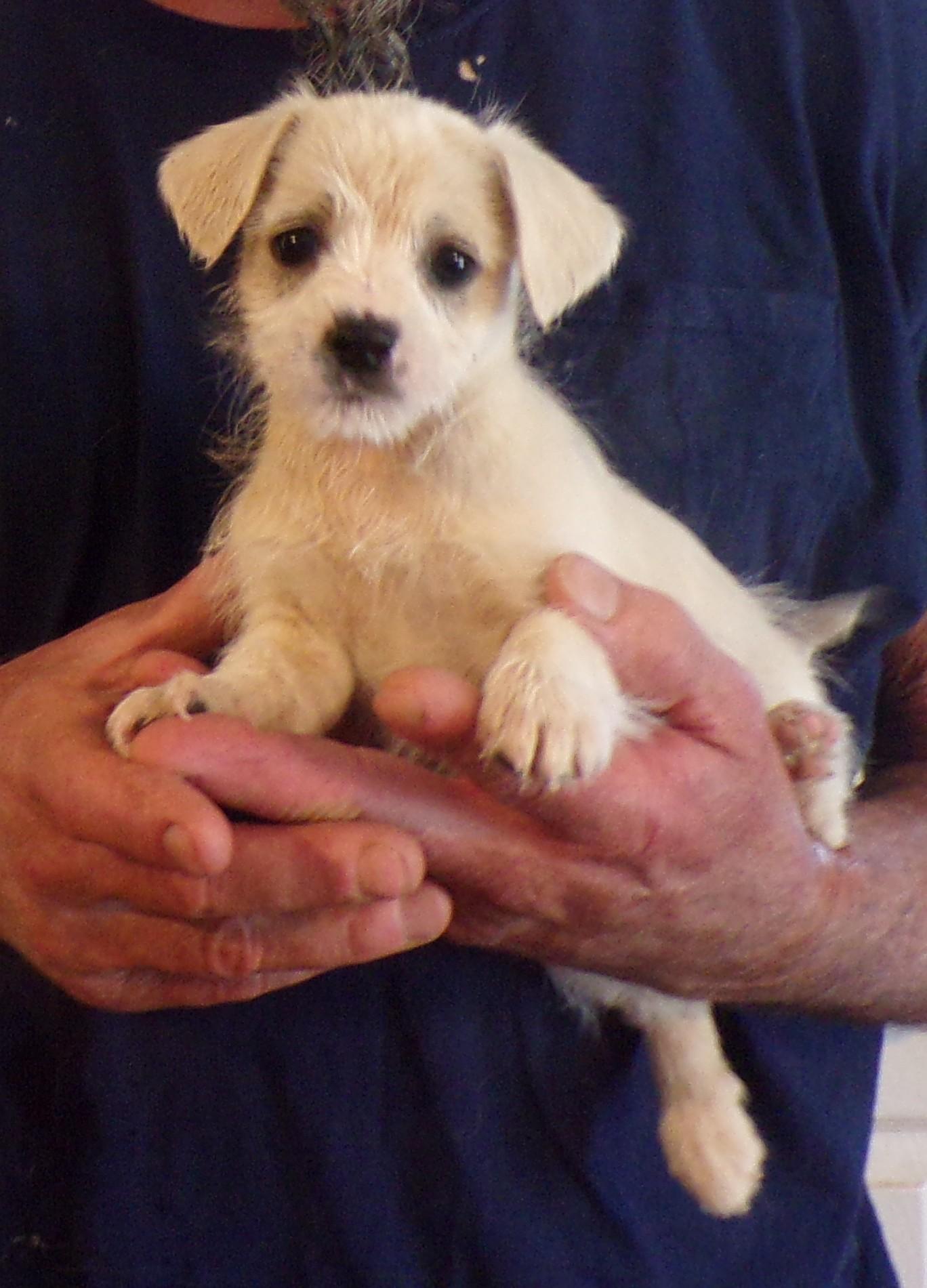 Enlarge CALVIN, a ADOPTABLE mixed breed in Corona, CA image 2/3