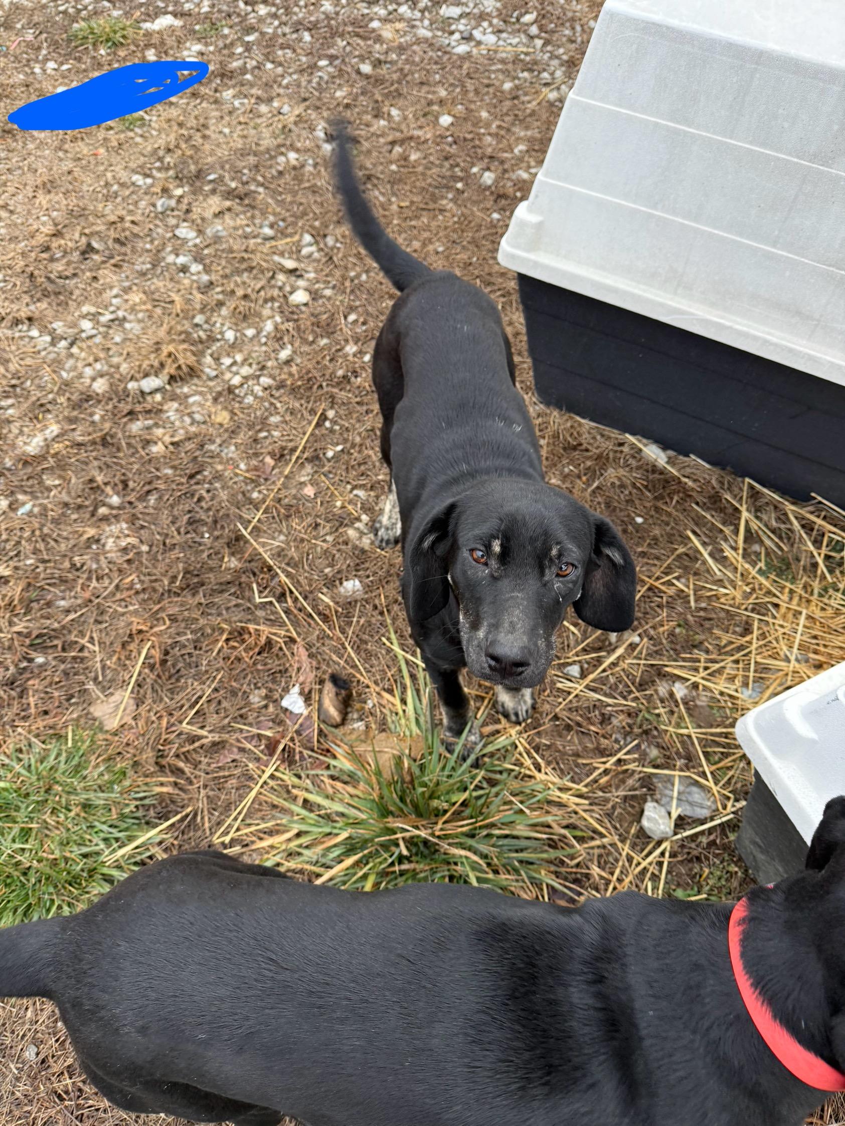 Skinny Mini, a ADOPTABLE mixed breed in Greeneville, TN image 2/2