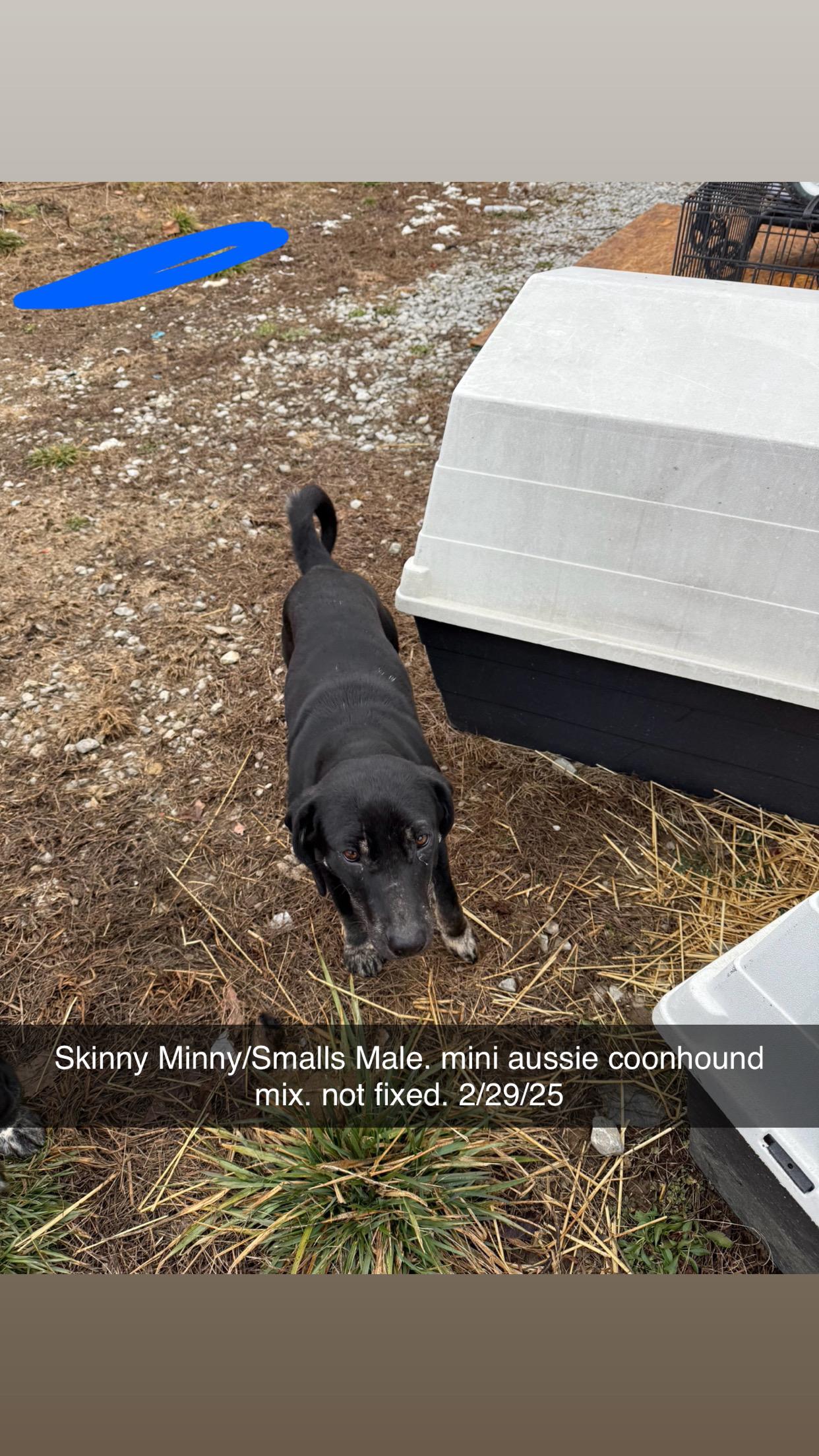 Skinny Mini, ADOPTABLE, Young Male Australian Shepherd & Coonhound.