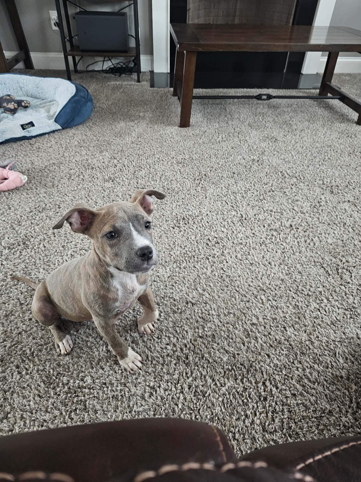 Enlarge Xander , a ADOPTABLE mixed breed in Gainesville, GA image 4/6