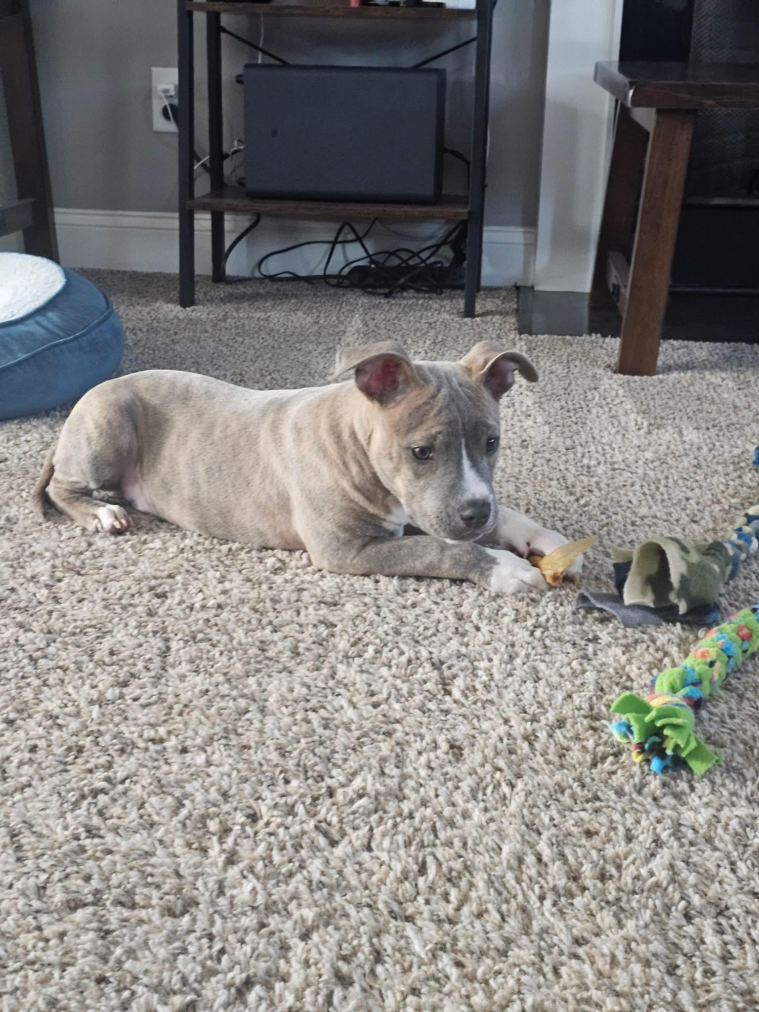 Enlarge Xander , a ADOPTABLE mixed breed in Gainesville, GA image 3/6