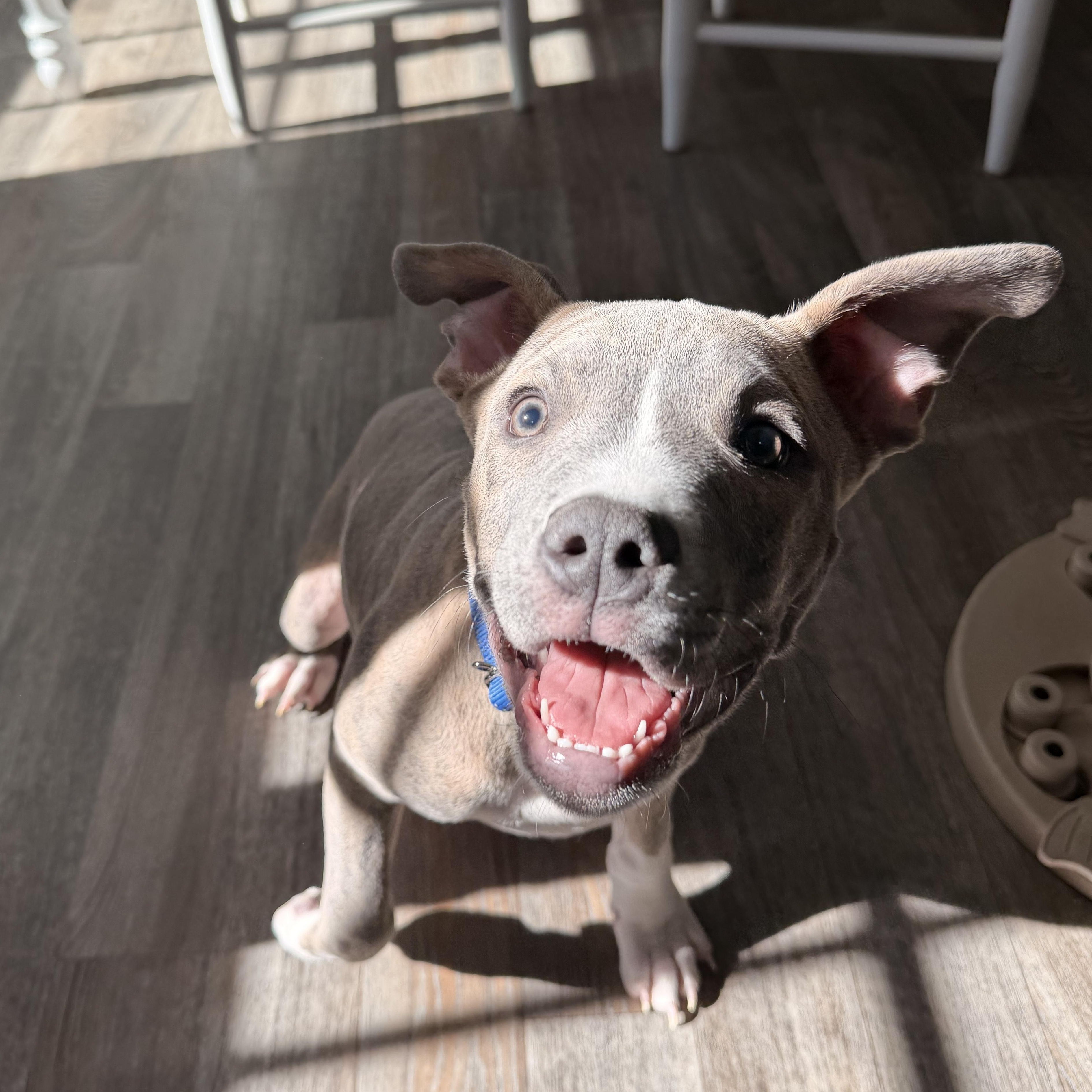 Xander , ADOPTABLE, Puppy Male Mixed Breed & Plott Hound.