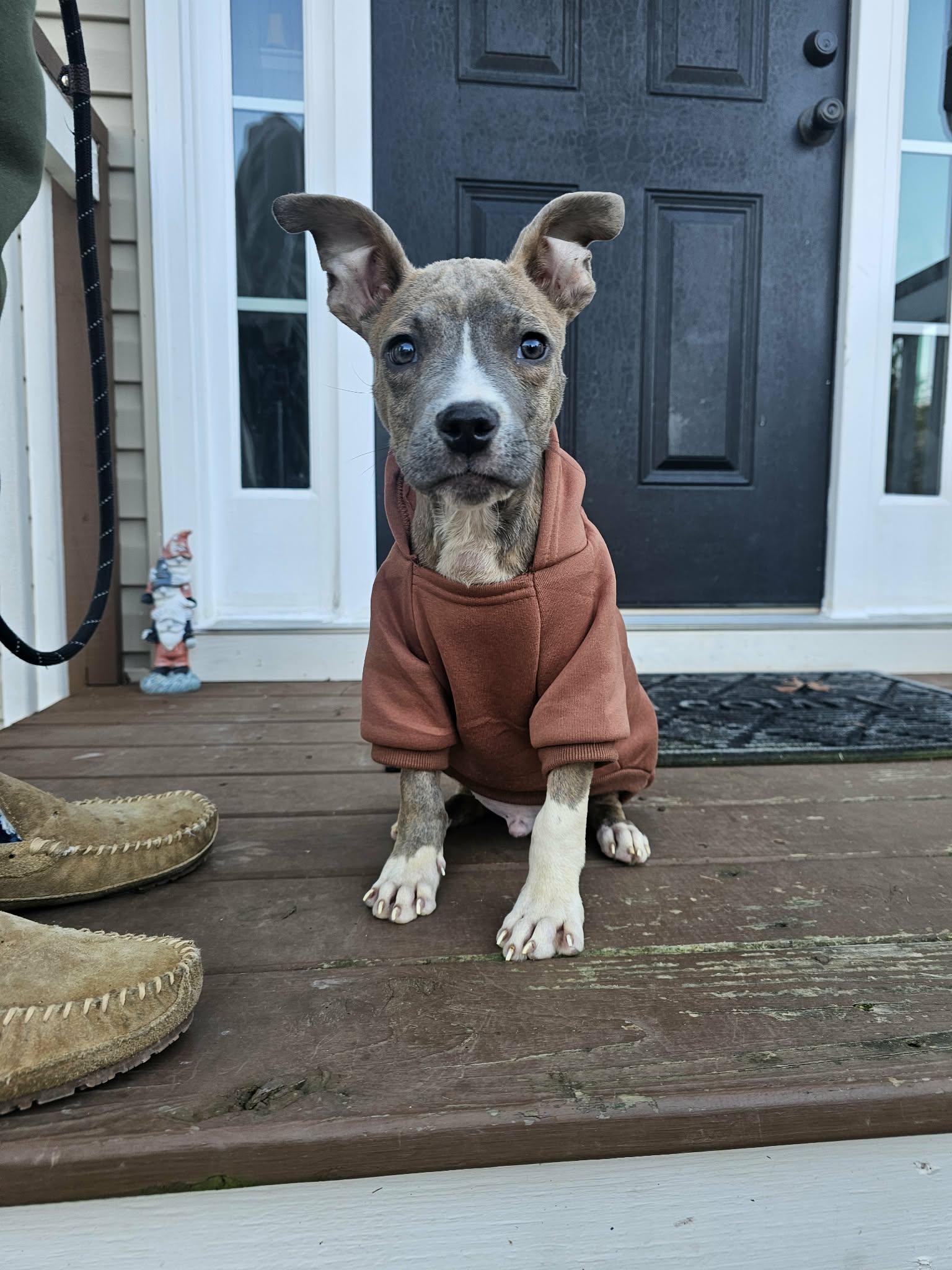 Enlarge Xander , a ADOPTABLE mixed breed in Gainesville, GA image 5/6