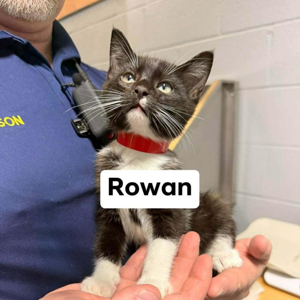 Enlarge Rowan, a Adoptable Domestic Short Hair in Newcastle, OK image 1/1