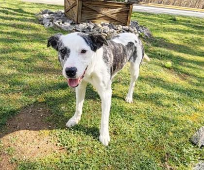Enlarge Suzuki , a ADOPTABLE mixed breed in Dahlonega, GA image 1/1