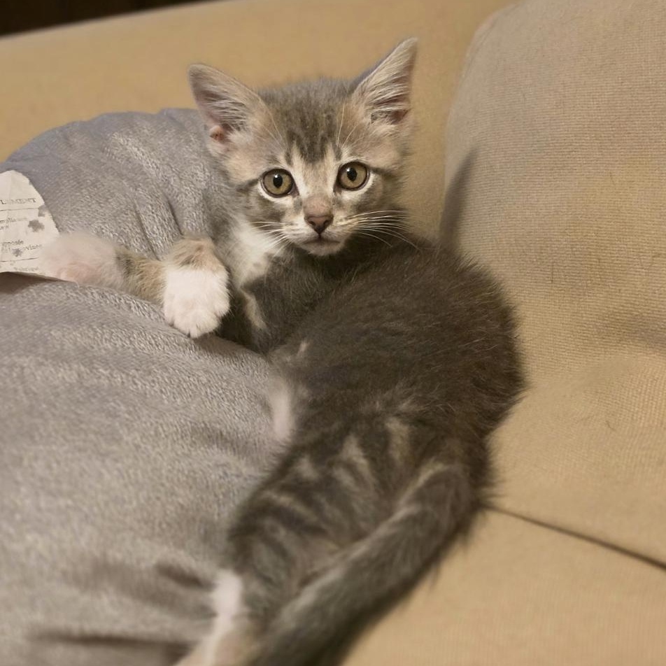Enlarge Ziggy Ray, a Adoptable Domestic Short Hair in Roanoke, VA image 2/2