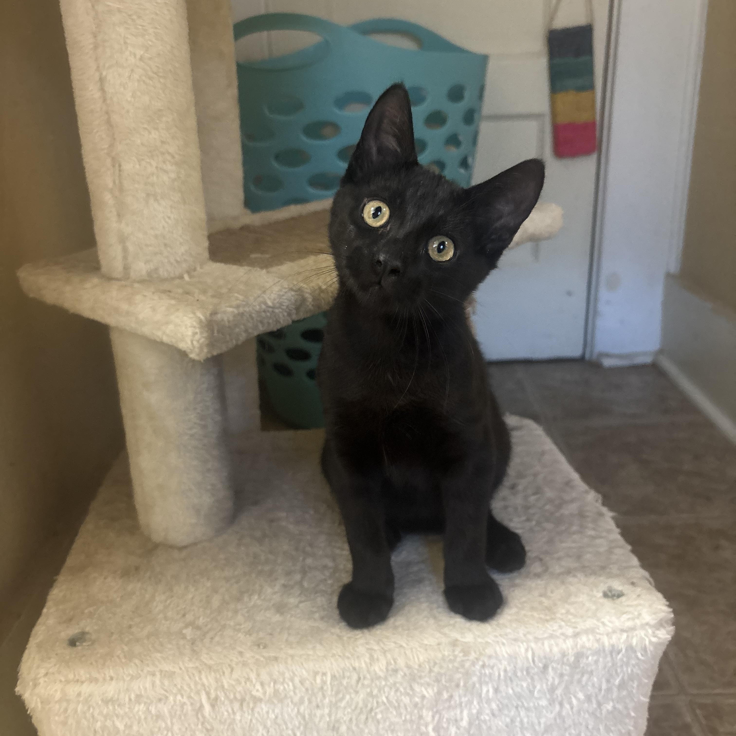 Forest, adopted, Kitten Male Domestic Short Hair.