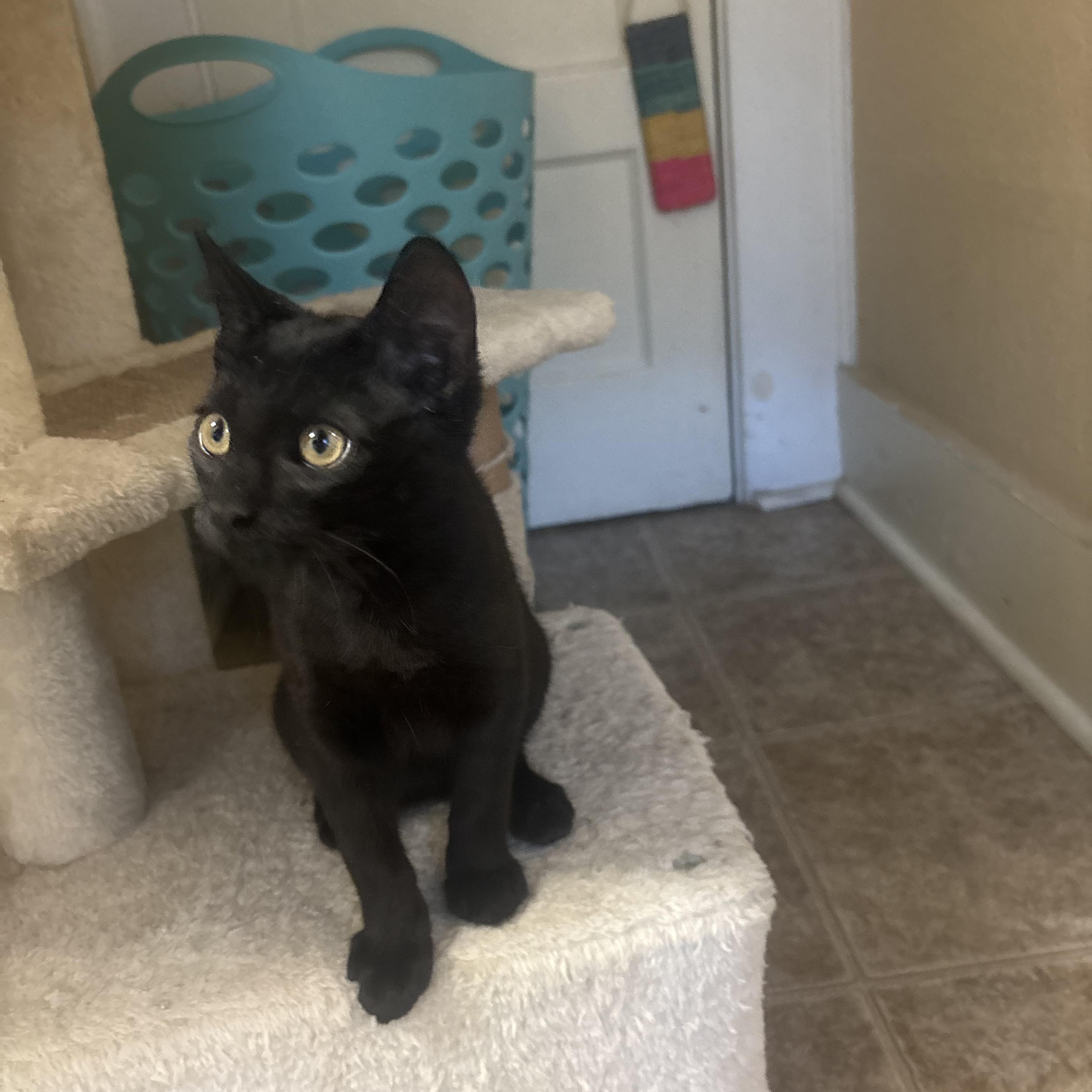 Enlarge Forest, an adopted Domestic Short Hair in Statesboro, GA image 3/3