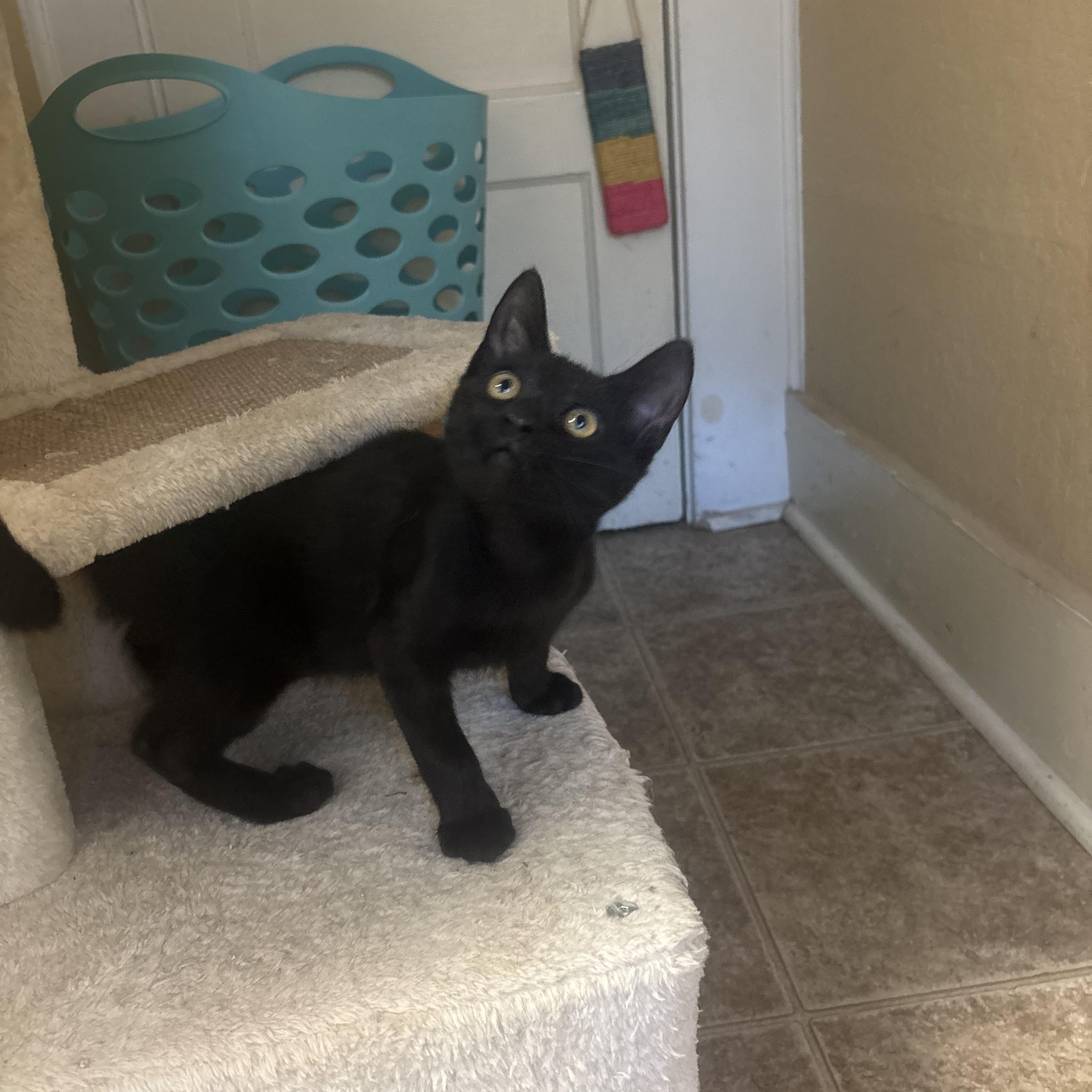 Enlarge Forest, an adopted Domestic Short Hair in Statesboro, GA image 2/3