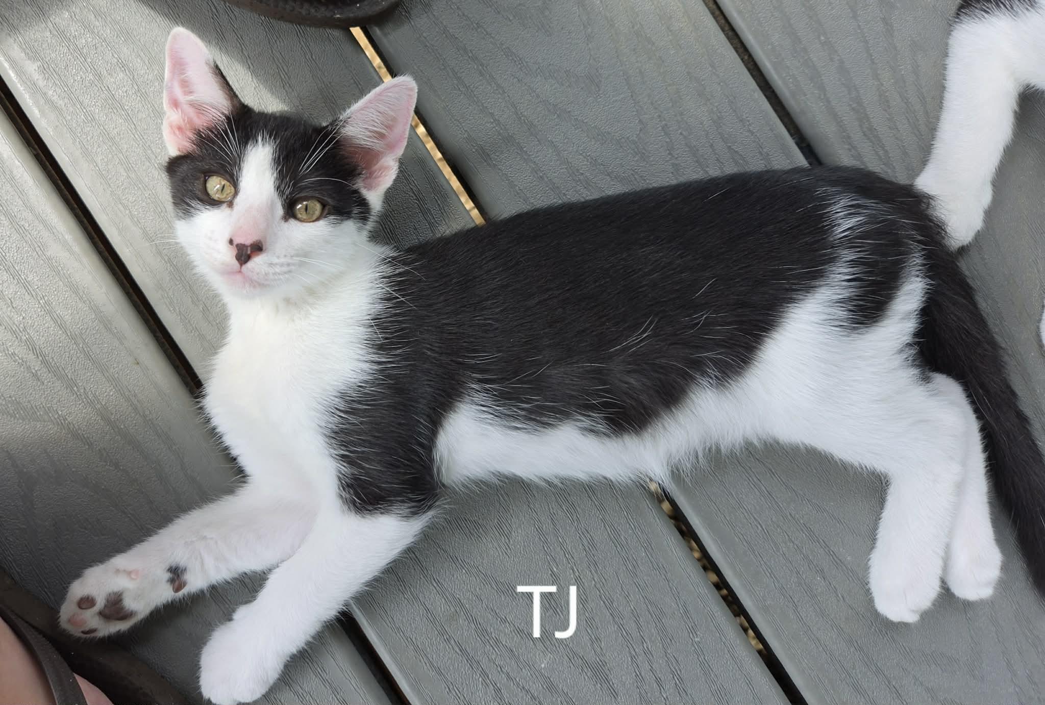 Enlarge TJ, a Adoptable Domestic Short Hair in Bloomsdale, MO image 2/3