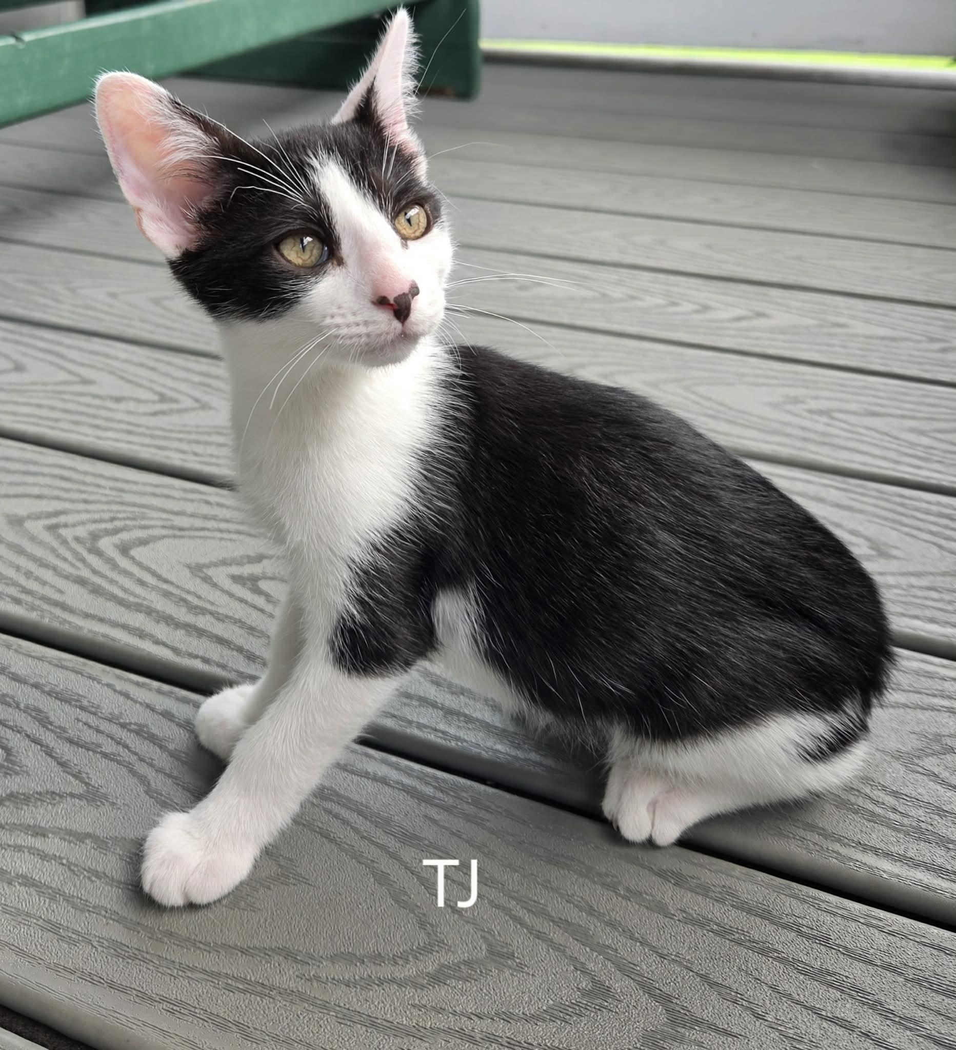 TJ photo