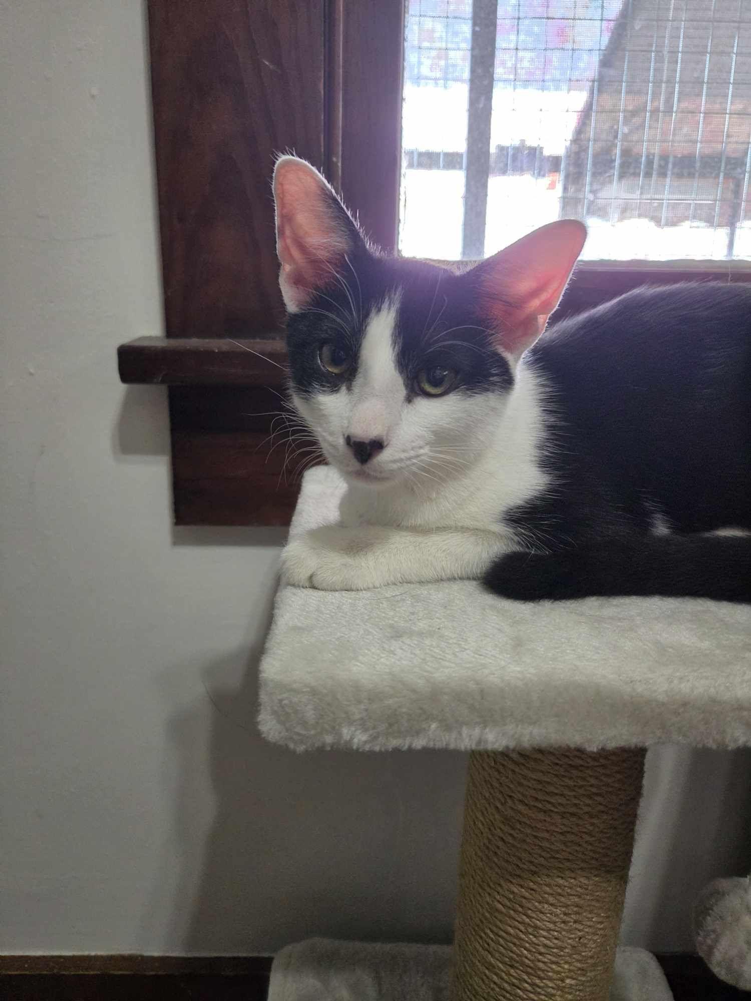 Enlarge TJ, a Adoptable Domestic Short Hair in Bloomsdale, MO image 3/3