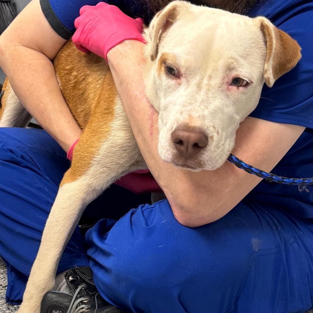 Roger, Adoptable, Young Male Mixed Breed.