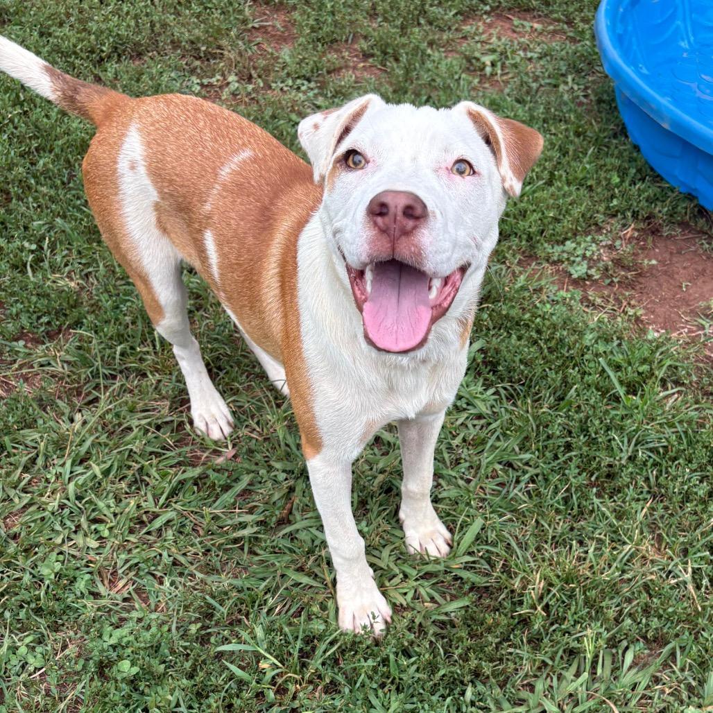 Roger, a Adoptable Mixed Breed in Greenville, SC image 2/3