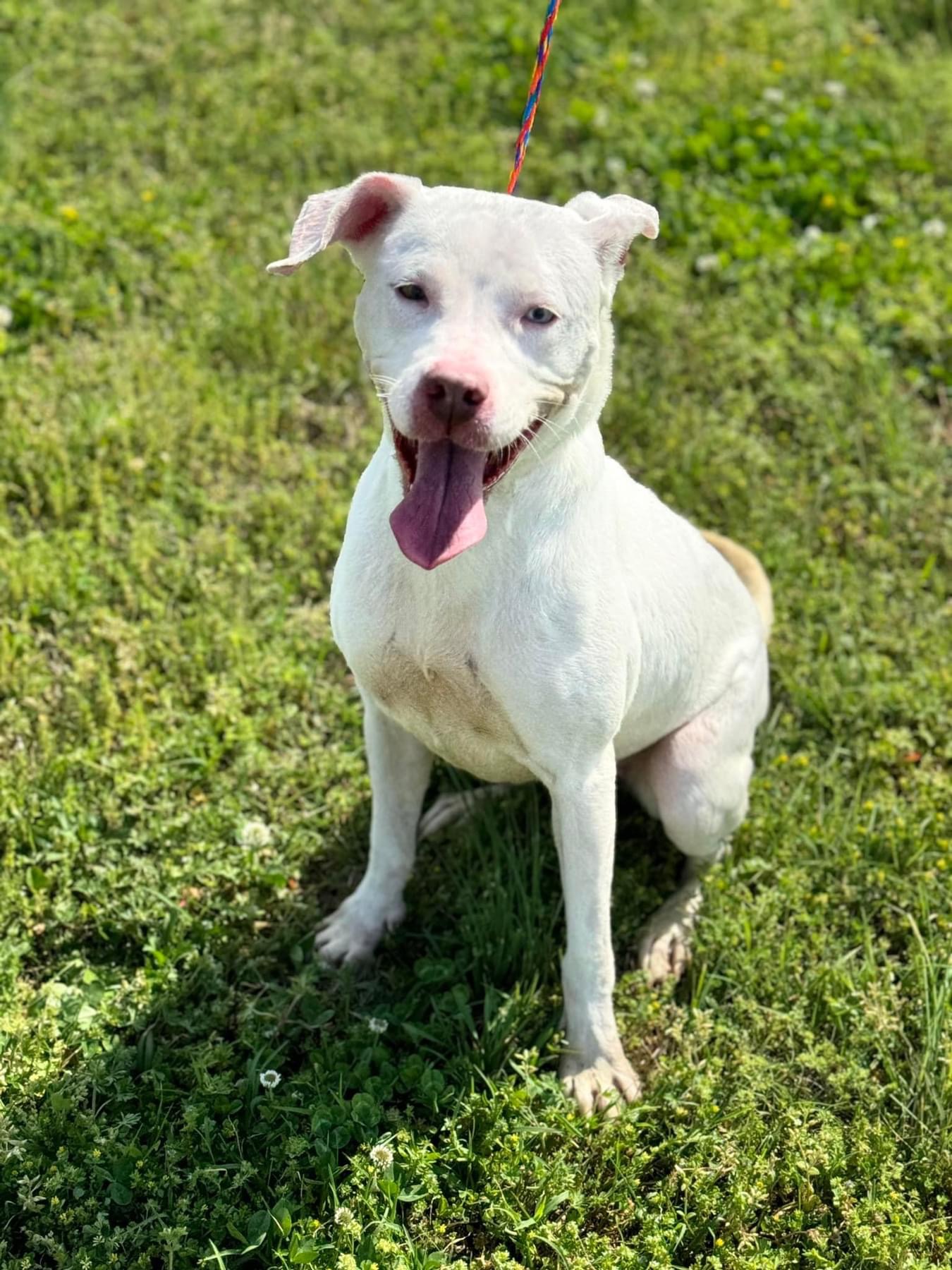 Ricotta, Adoptable, Adult Female Boxer.