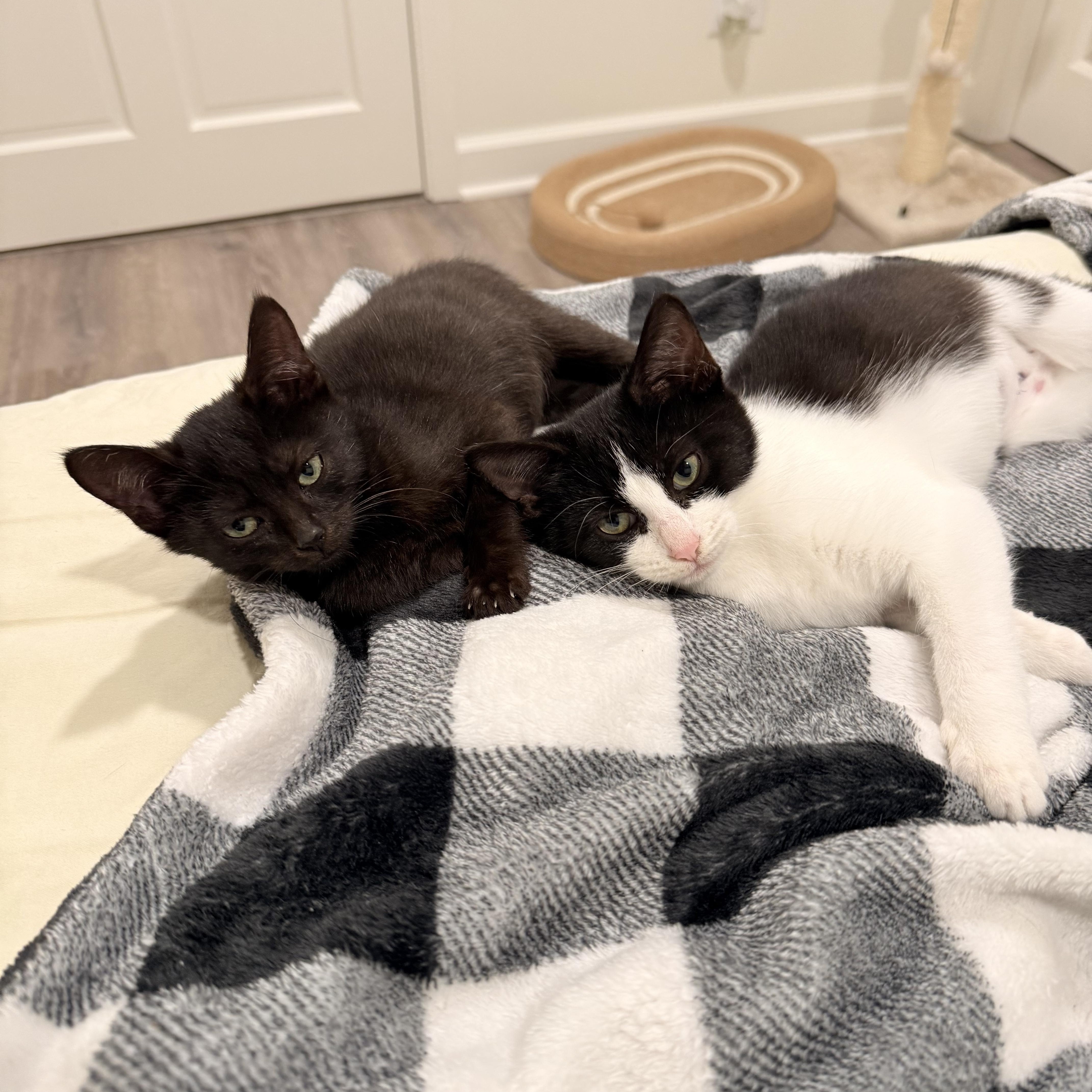 Marlowe, Adoptable, Young Female Domestic Short Hair.