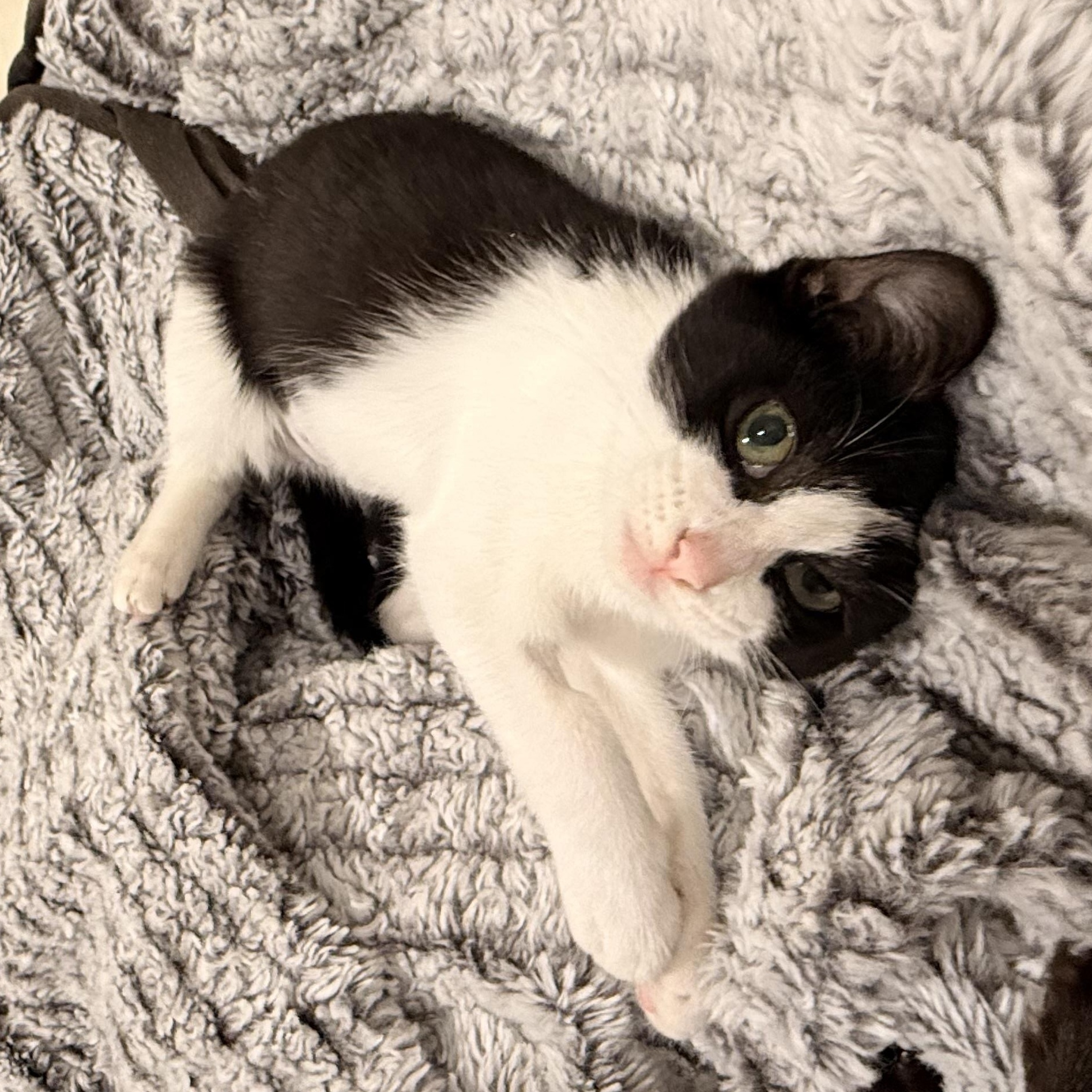 Marlowe, Adoptable, Young Female Domestic Short Hair.